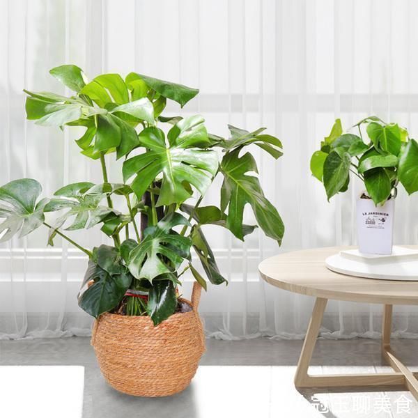 养这4盆花,在家吸烟也不怕,二手烟吸光光,空气清新,一家健康