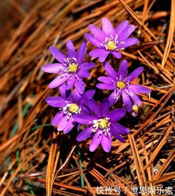 养花配土，路边捡“天然酸性土”，稍加处理，秒变“万能营养土”