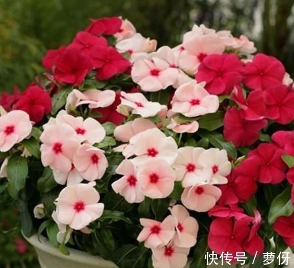 四季海棠四季海棠|4种花深受花友的喜欢，开花爆盆很简单，长势猛，一个月就爆盆！