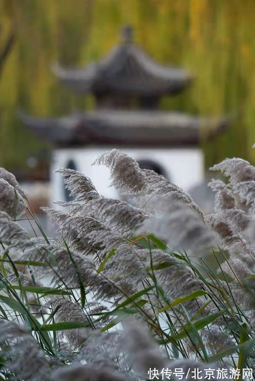 陶然亭湖|枝枝摇浪， 漠漠芦花绽放在陶然亭湖畔