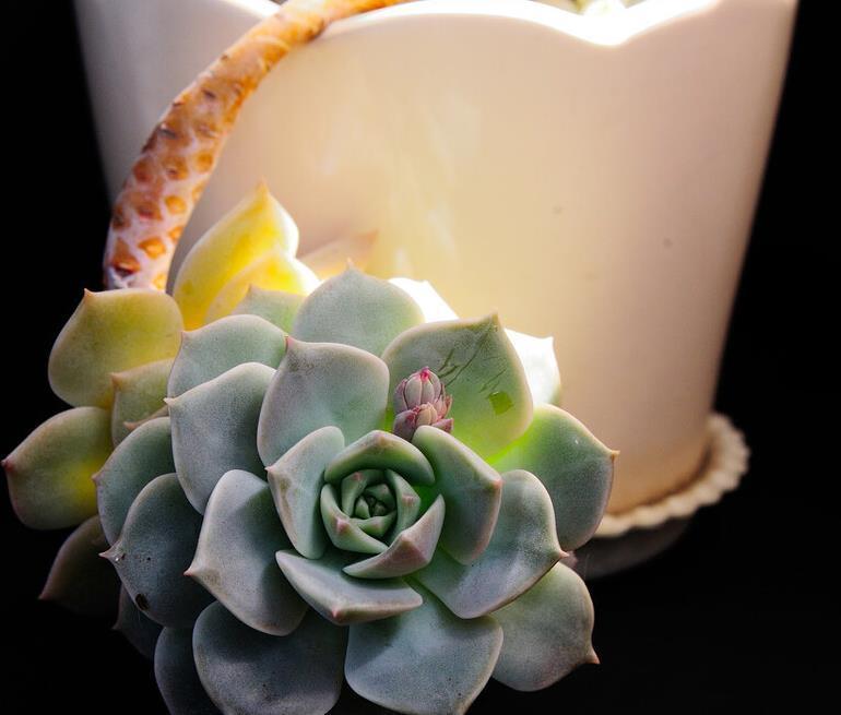 冬天养多肉,记住七句口诀,能把“瘦肉”养成“肥肉”