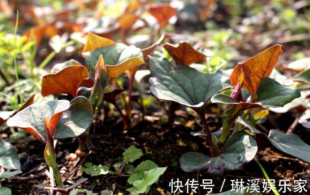 煲水|十个女性九个都有妇科炎症,此草煲水喝,排毒消炎,子宫慢慢变好