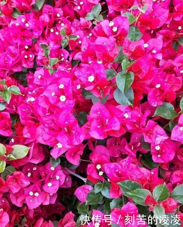 火红的三角梅,被人叫做开花机器
