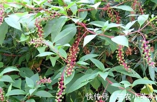 农村|农村常见的“葡萄串”,嫩茎叶是上好野菜,殊不知根部价值更高