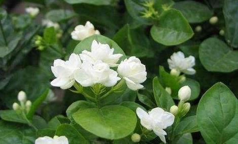 栀子花的花骨朵发黄，都是2种因素导致的，养护细节很重要