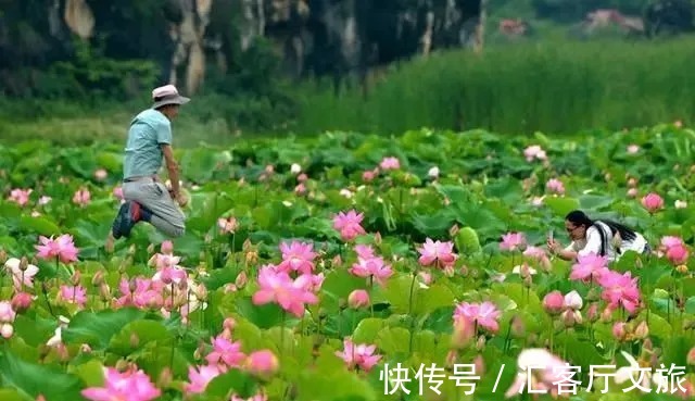 三生三世十里桃花|青丘缘起，荷海芳华，除了荷花，你还能在普者黑看到什么？