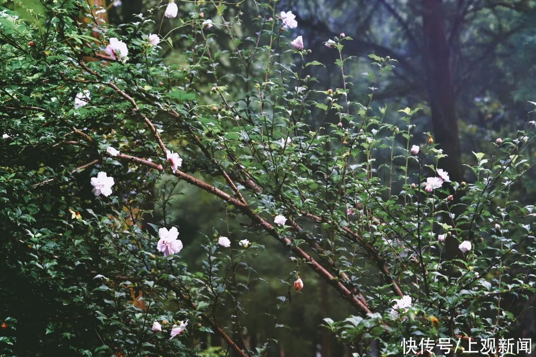 宝藏|小编拍了一年，只为带你领略金山这个“宝藏森林”的四季之美