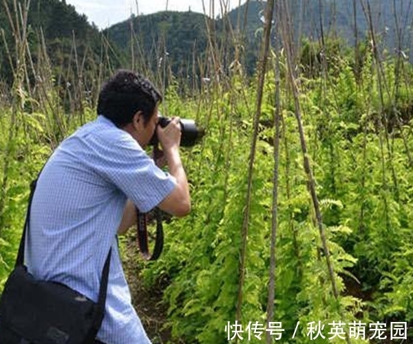 鸡骨草|农村这种“鸡骨草”，普通无奇被当作害草却好处多，竟是养生良药