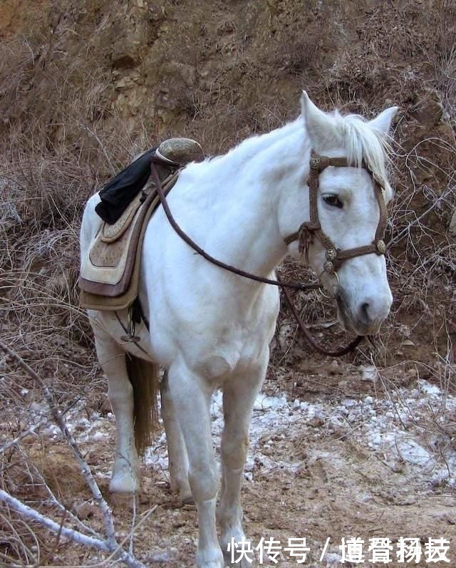 毋金玉尔音#86版西游记中的白龙马,在戏拍完之后过得怎样?下场太凄惨