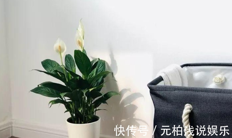 家电|家庭养花,哪些地方不能摆放植物盆栽?除了室内,室外也有讲究