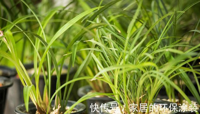 现在养兰花,记住3句“顺口溜”,叶色翠绿,花苞少不了