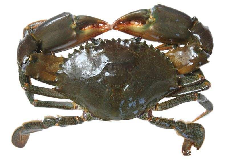 生地|农村这种野草，李时珍称它“服之面如桃花，轻身不老”！你见过么