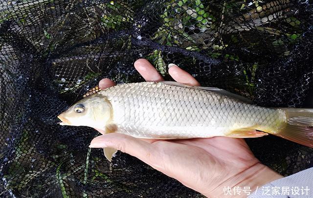 钓友|钓友“破口大骂”,放生也得讲德,不是什么东西都可以放生