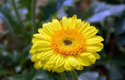 菊花的“黃金搭檔”是它，搭配著泡水喝，眼睛不干澀，肝也變凈了