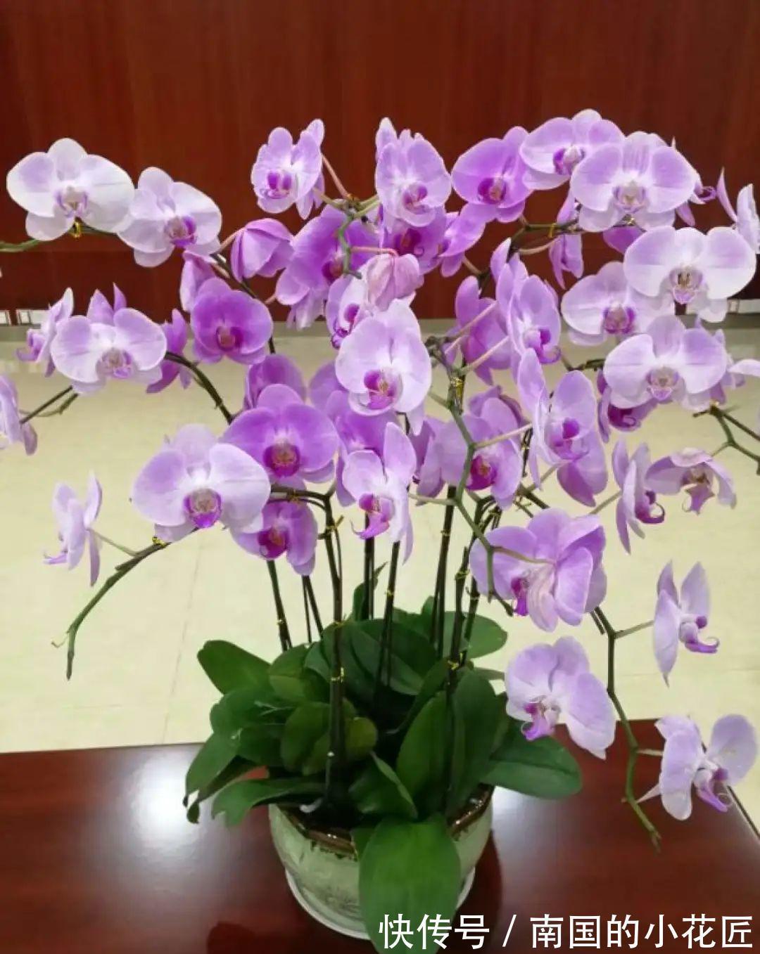 叶片|夏天怕晒的花,赶紧搬到阴凉地儿,再晒成枯杆了