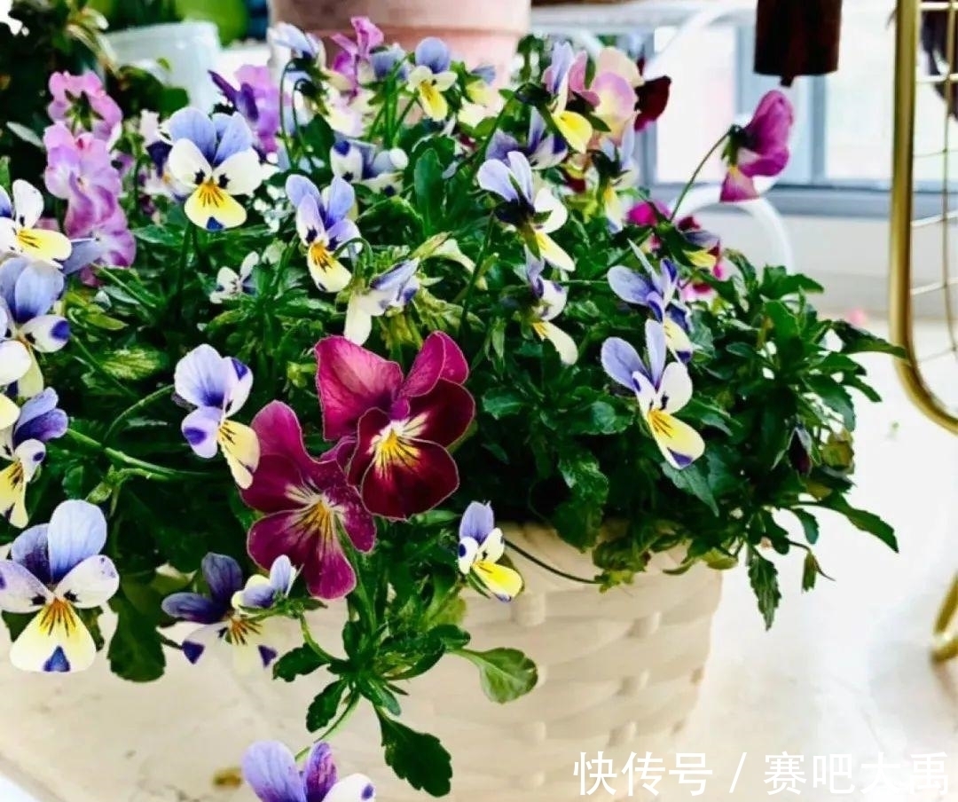 特耐寒的花,冬天照样能爆盆,颜值不输牡丹