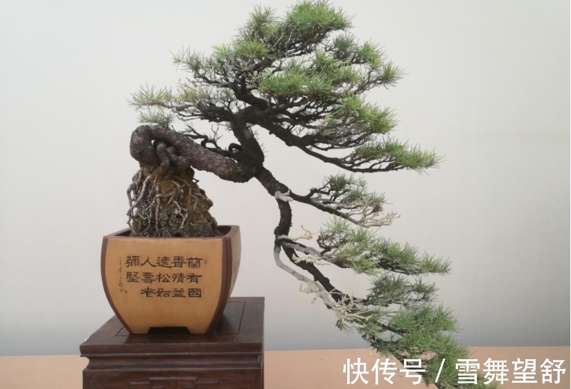6种高端松树盆景，日本品种占一半，最后1个却是中国一级保护植物