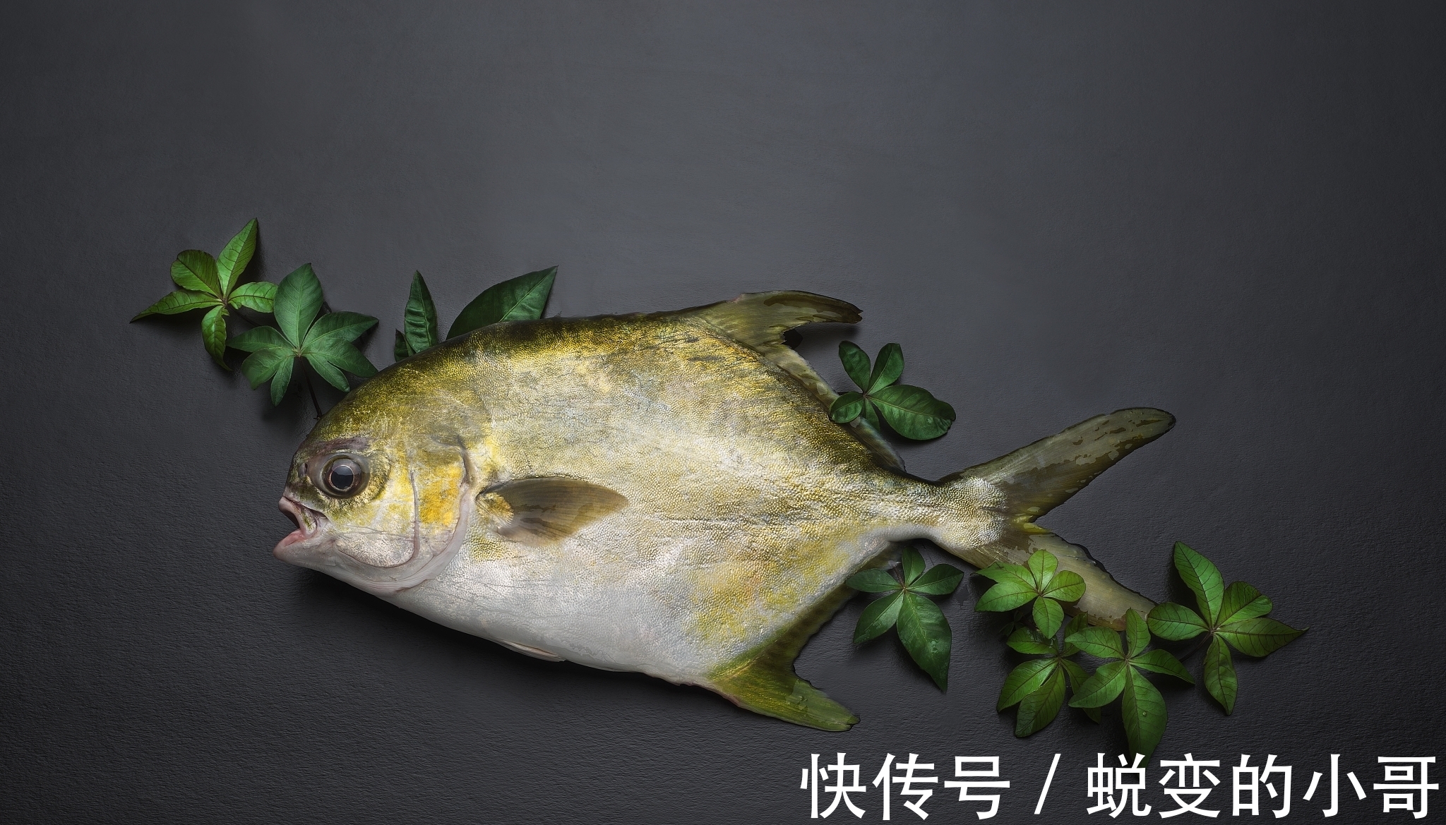 马鞭子$韩非子讲的3个寓言故事,故事很短,但真看懂了,会让你受用一生