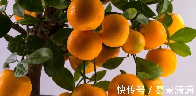 百合花|养这7种花，预算够就买好的，预算不够干脆别买