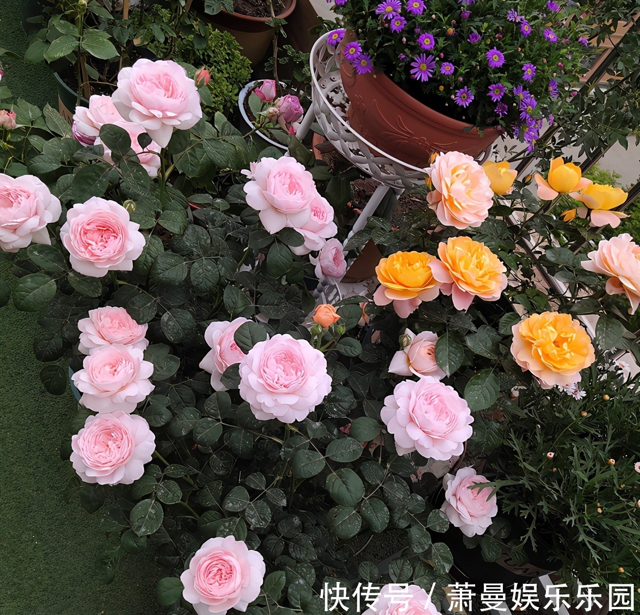 浇水|8种“漂亮花”，冬天要“虐着养”，越虐越健康，不然很难过冬