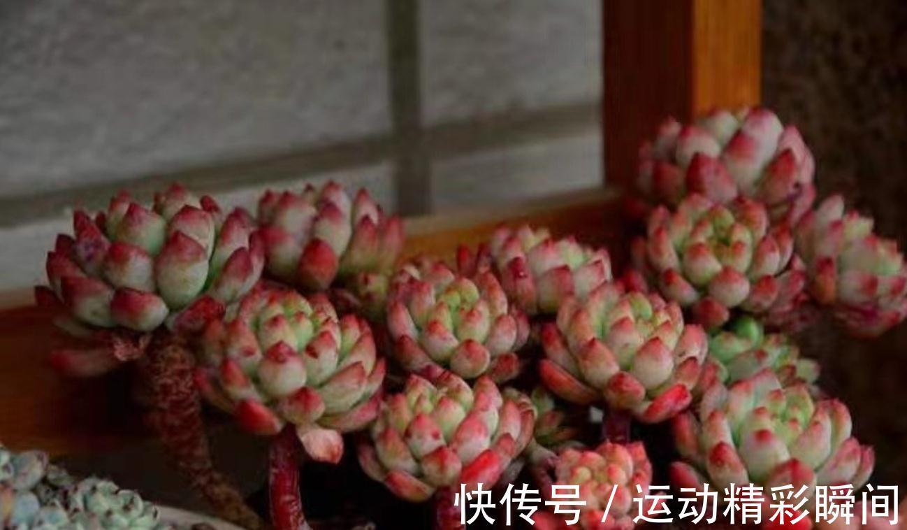 多肉小苗别急着控养,做好这四点,轻松控养出漂亮的多肉