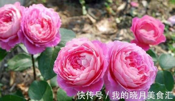 根系|同样给月季压枝,邻居的长出5根大笋芽,我的却一个不长,咋回事