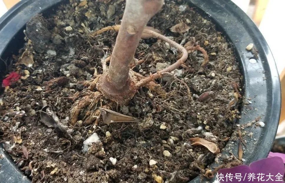 天热了，8种花要休眠，要少浇水