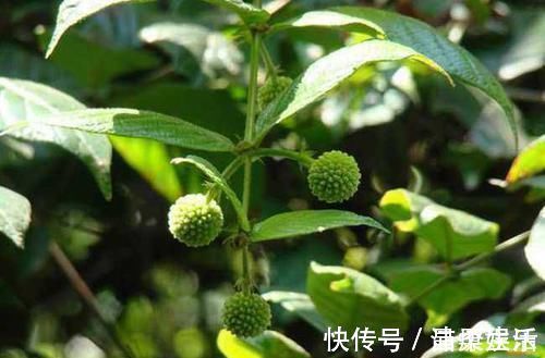 钩藤|农村这野草供不应求,农民却当杂草烧,殊不知一斤22价格还在涨