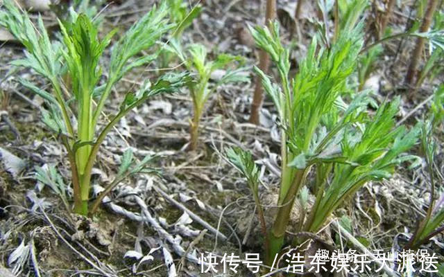 柳蒿|一种野草,酷似艾草,价值极为珍贵,您若遇见,请珍惜