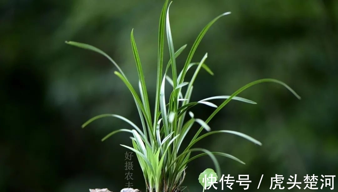 兰株|兰花什么时候分苗最佳?兰友:一年四季都可以,最佳时机只有两季