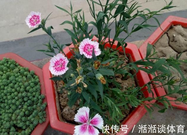 大丽花|石竹花、大丽花、仙客来、飘香藤，冬日养殖，砰砰开花