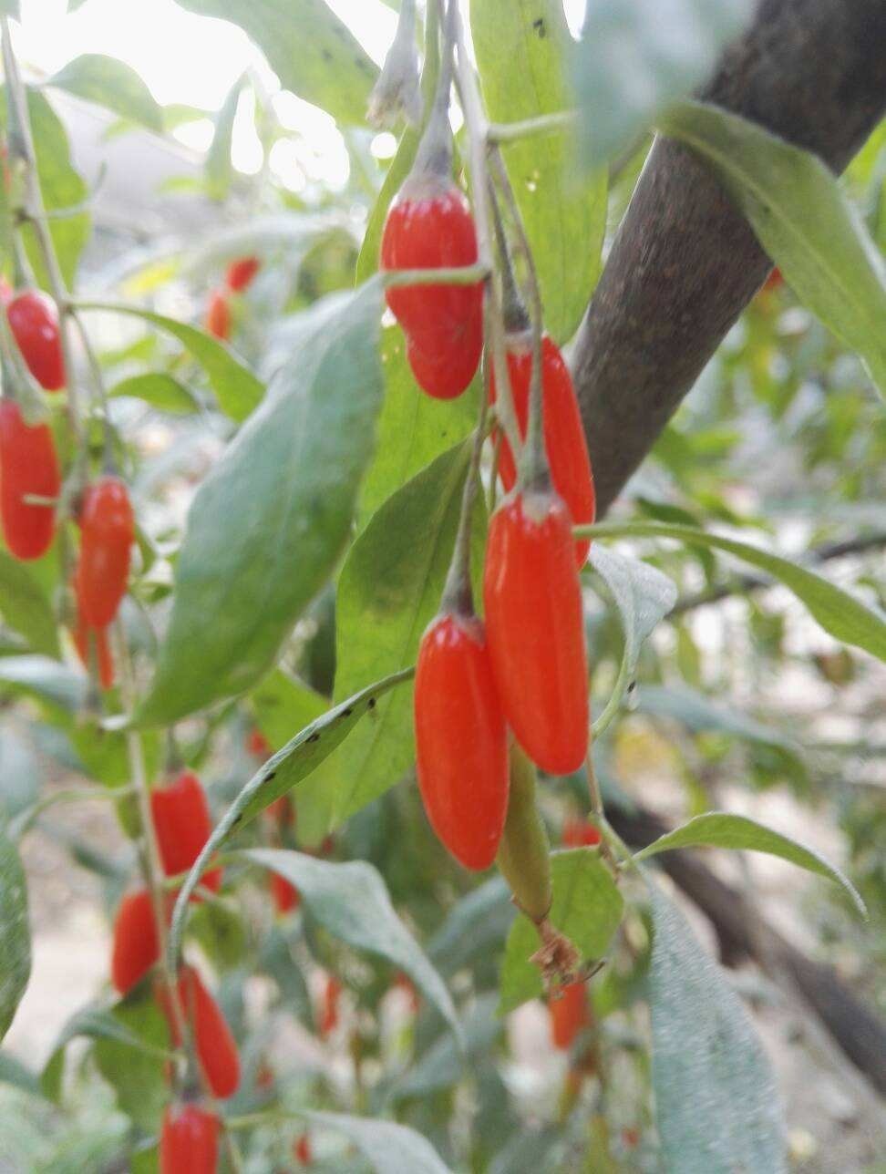 老中医都爱养的花,养在家里好处多,养人养身心