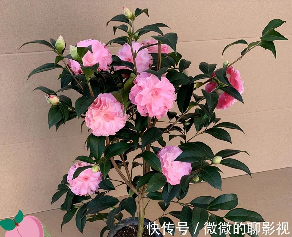 5种公认的富贵花,适合养客厅,贵气又吉祥,有钱人家都爱养