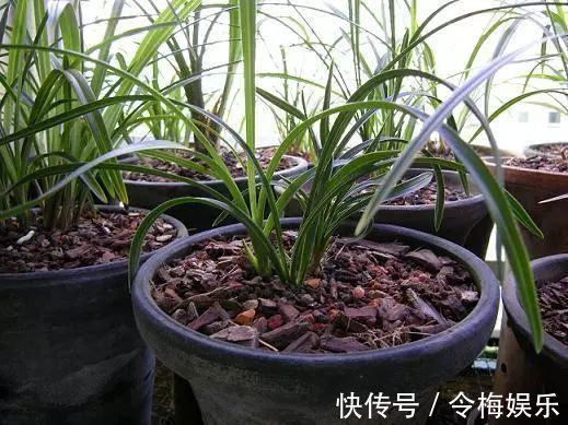 “养花杀手”通常都有的几个臭毛病,难怪养啥死啥,新手要留心了