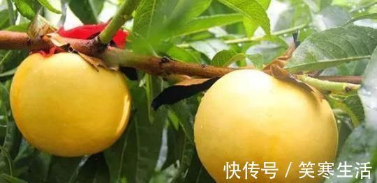 黑斑|女性皮肤不好，不妨每天吃一个此水果，调理气血、祛黑斑还抗衰老