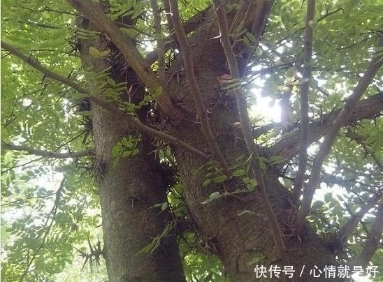 穆桂英|穆桂英大破天门阵为什么要用降龙木?说出来你都不一定会相信