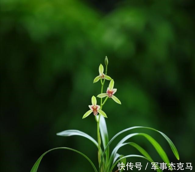 诗词|蕙兰秋意晚——诗词美图集