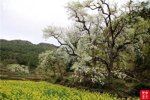 千树万树梨花开！印江江家坡村的古梨树园美呆了