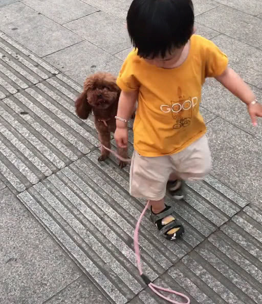 尿不湿|“大智慧宝宝”遛狗火了,网友永远不要低估一个穿尿不湿的