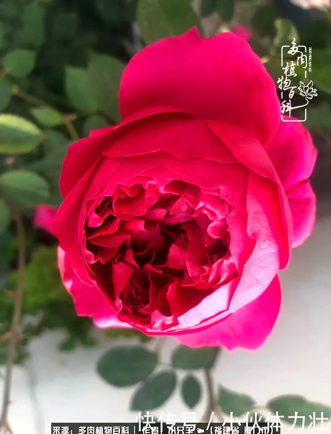 多肉,似星辰大海般的璀璨!