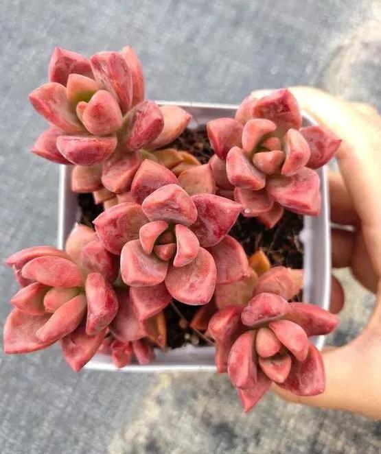 养多肉老桩，不想它茎叶长得乱糟糟就从这4方面着手提升颜值