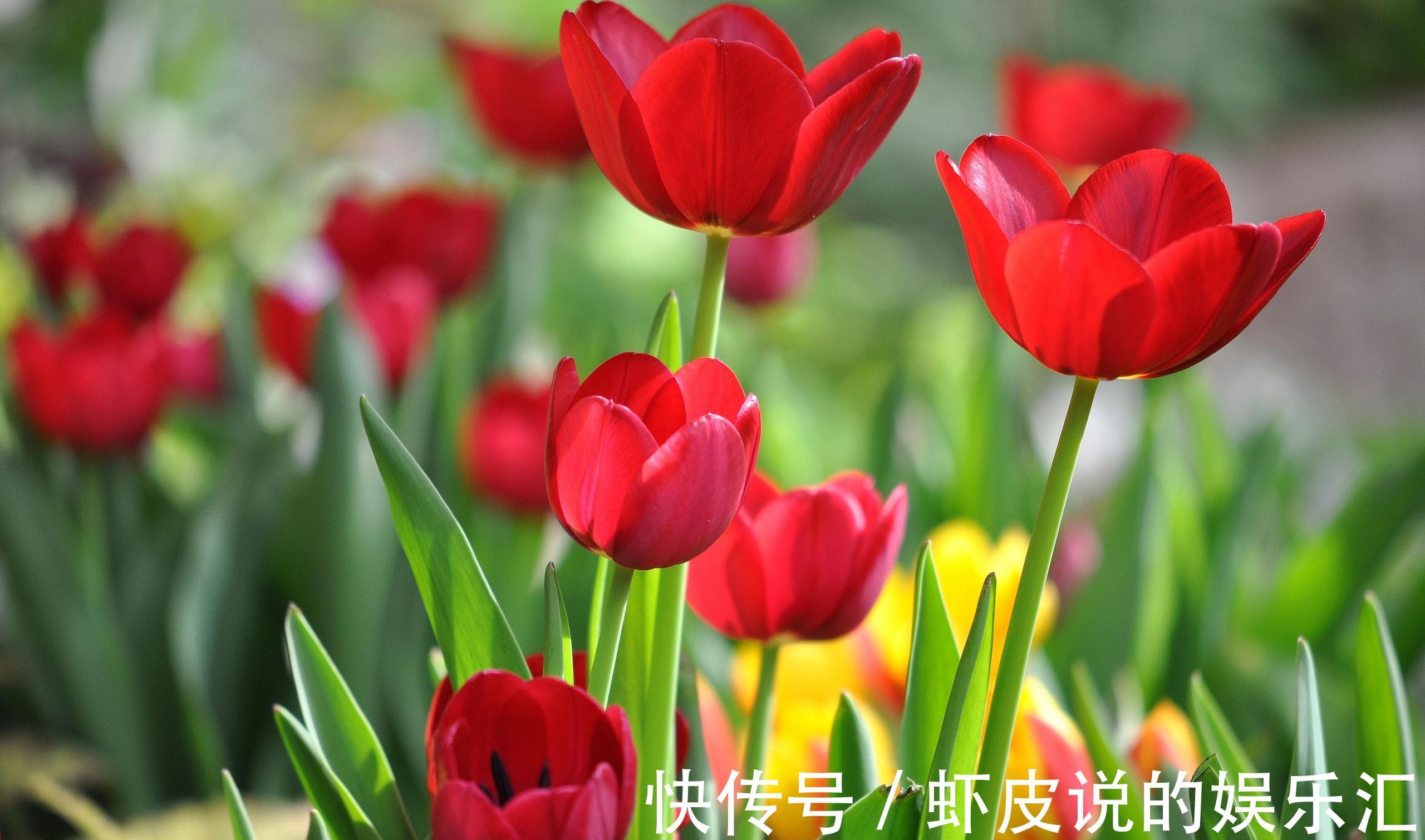 养花试试这几款,色彩丰富多彩,在阳光下闪闪发光