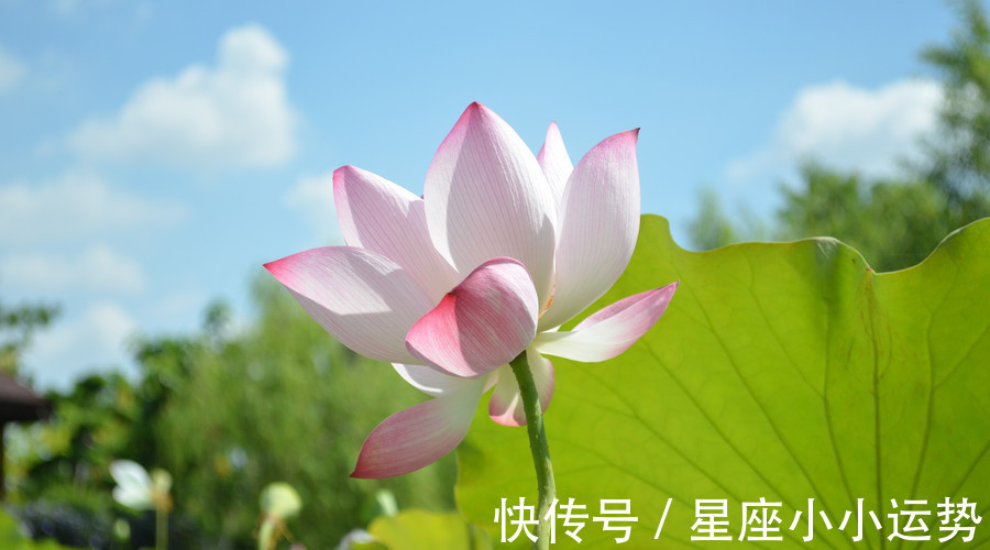 星座|做事有魄力,心思缜密,智商情商在线的星座,成功路上少走弯路