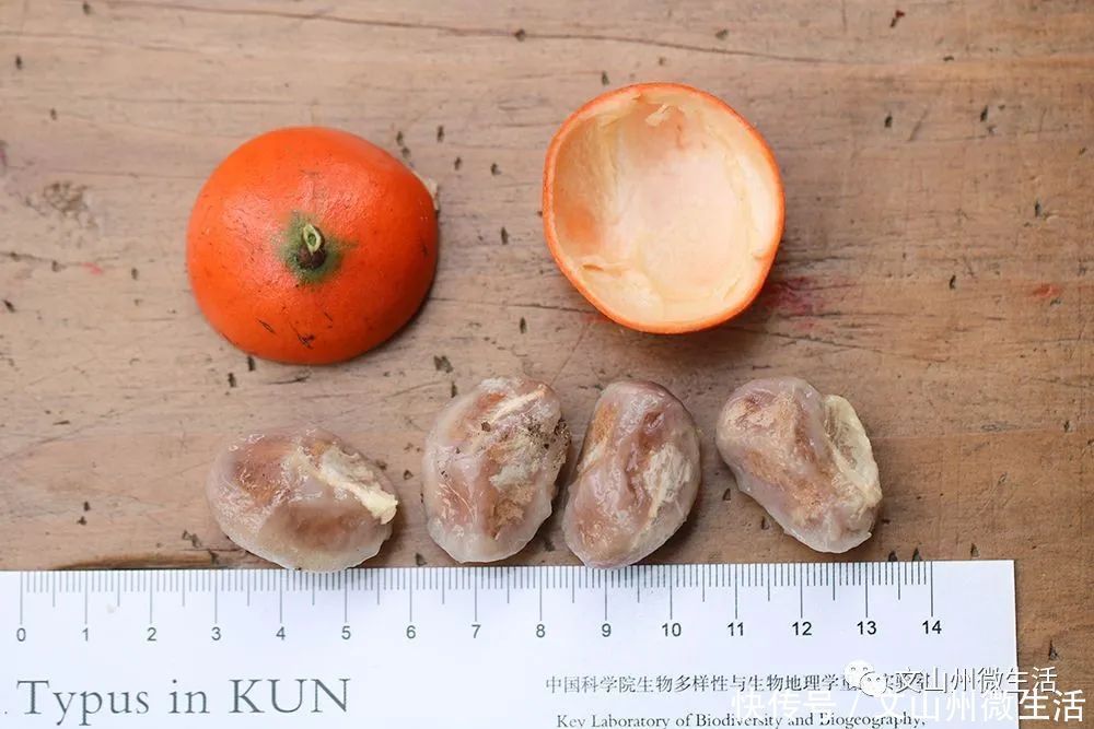 文山州这里发现五层龙