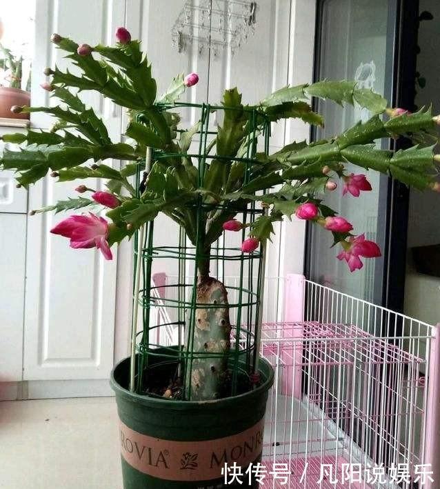 扦插“蟹爪兰”,生根后快“挪窝”,挪一棵爆一盆