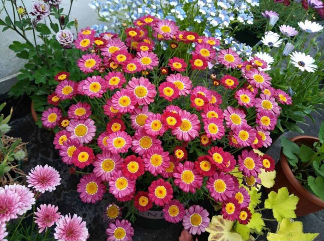 花超级多,还容易爆盆,全年开花,这种盆栽很适合养,你喜欢吗