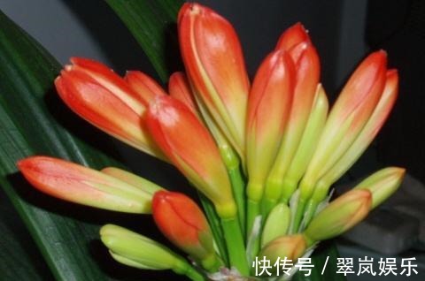 君子兰,即将“休眠期”,注意3个养护技巧,才能绿油油花苞多!