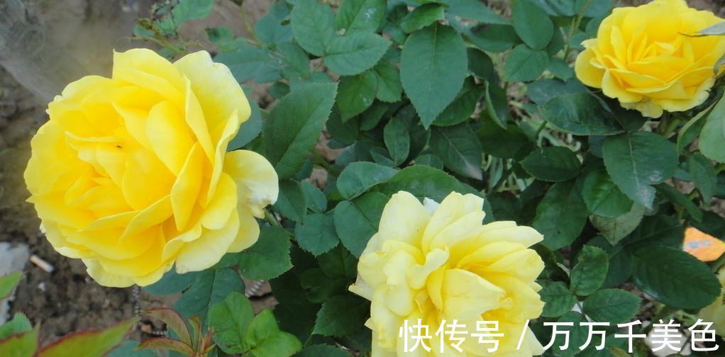 地方|月季养不好,问题多出在这几个地方,不信就趁早试试