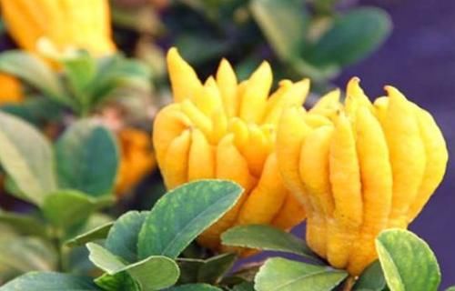 佛手柑|每天可以坚持吃3种食物,补充营养,增强体质,好处多多