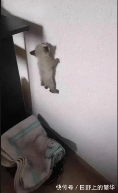 |搞笑GIF:哈哈哈哈妹子都捂着脸笑了,看来这的确很搞笑